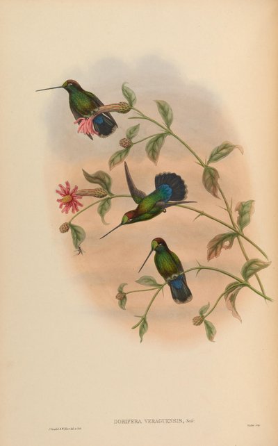 Dorifera veraguensis = Doryfera ludovicae veraguensis - John Gould